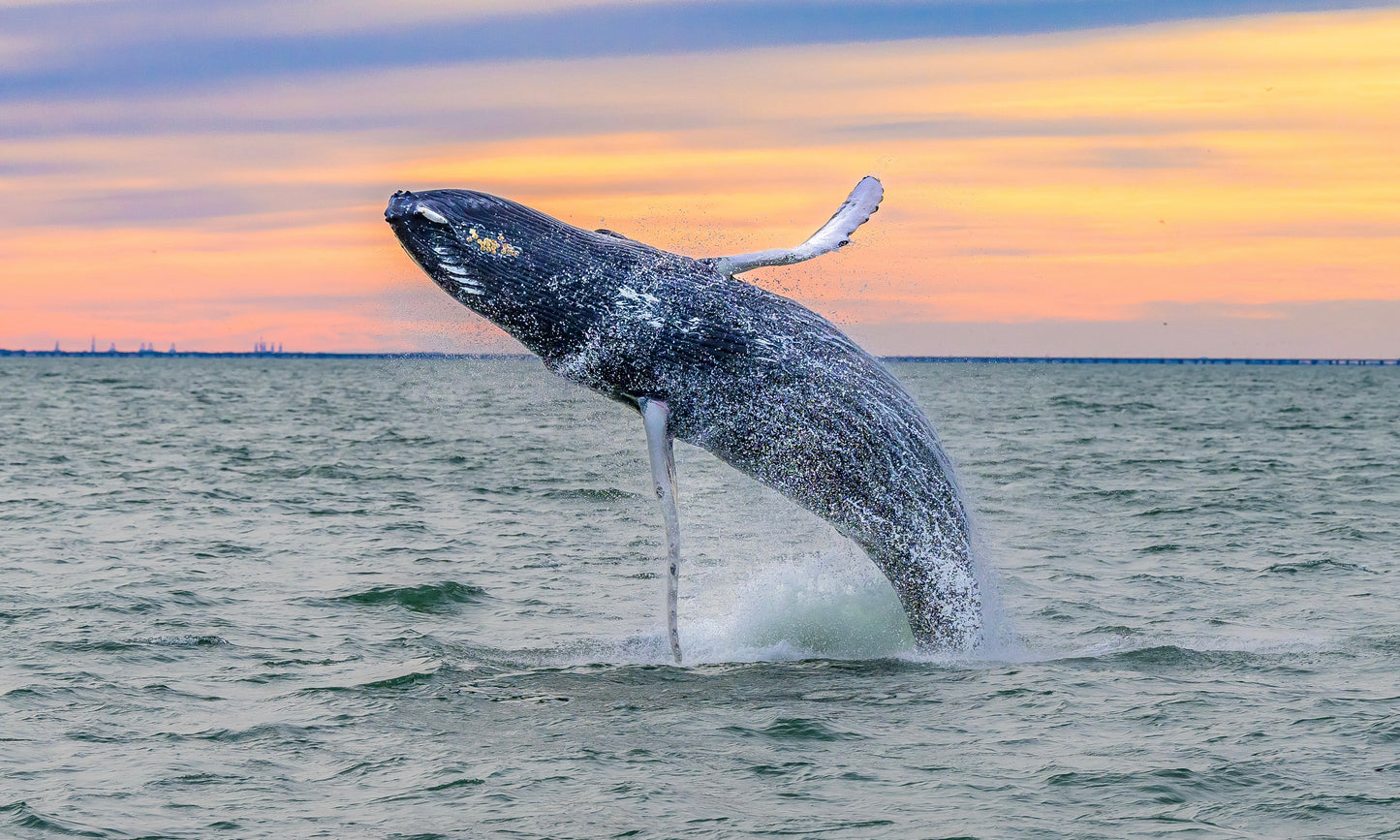 Humpback Whale Breach VB 2024 Photo - By Wright Coast Photography