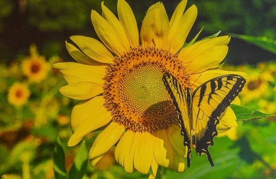 Happiness by Wright Coast Photography - Butterfly and Sunflower
