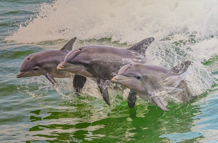 Dolphins - In Honor of Judith Ann - By Wright Coast Photography